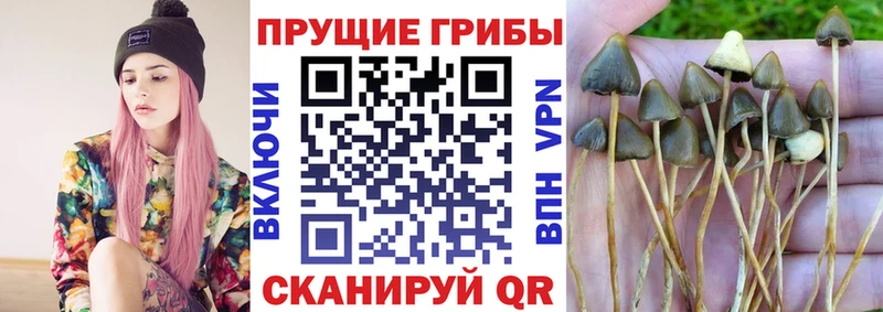 Псилоцибиновые грибы Cubensis  даркнет сайт  Белебей 